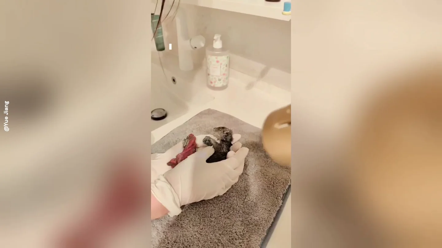 La adorable historia de un gatito rescatado hacía un hogar lleno de amor La adorable historia de un gatito rescatado hacía un hogar lleno de amor