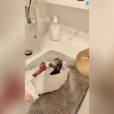 La adorable historia de un gatito rescatado hacía un hogar lleno de amor