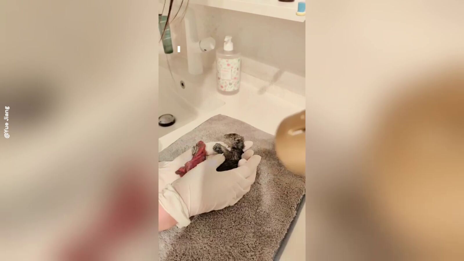 La adorable historia de un gatito rescatado hacía un hogar lleno de amor