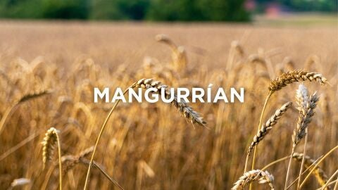 Expresiones manchegas - Mangurrían