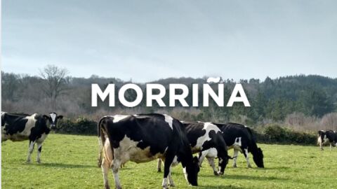 Expresiones gallegas - Morriña