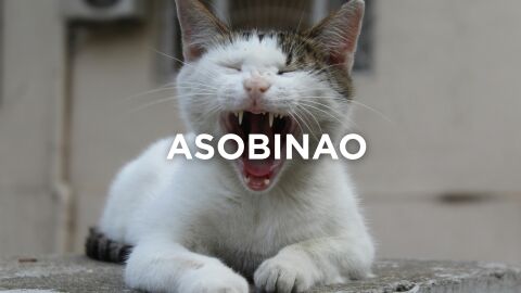 Expresiones manchegas - Asobinado