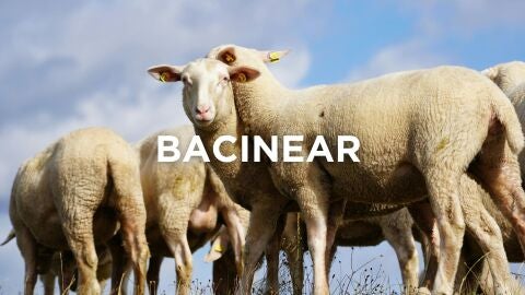 Expresiones manchegas - Bacinear