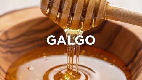 Expresiones manchegas - Galgo