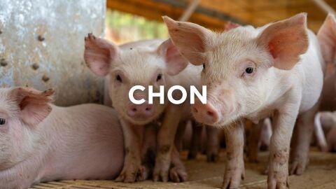 Palabras cántabras - Chon