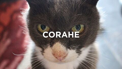 Expresiones gaditanas - Corahe