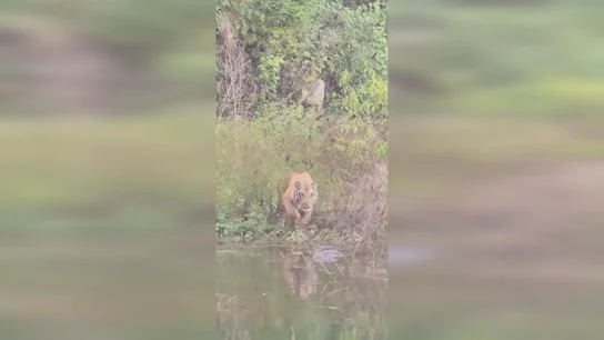 Un tigre se enfrenta a un cocodrilo en un tenso enfrentamiento en una charca Un tigre se enfrenta a un cocodrilo en un tenso enfrentamiento en una charca