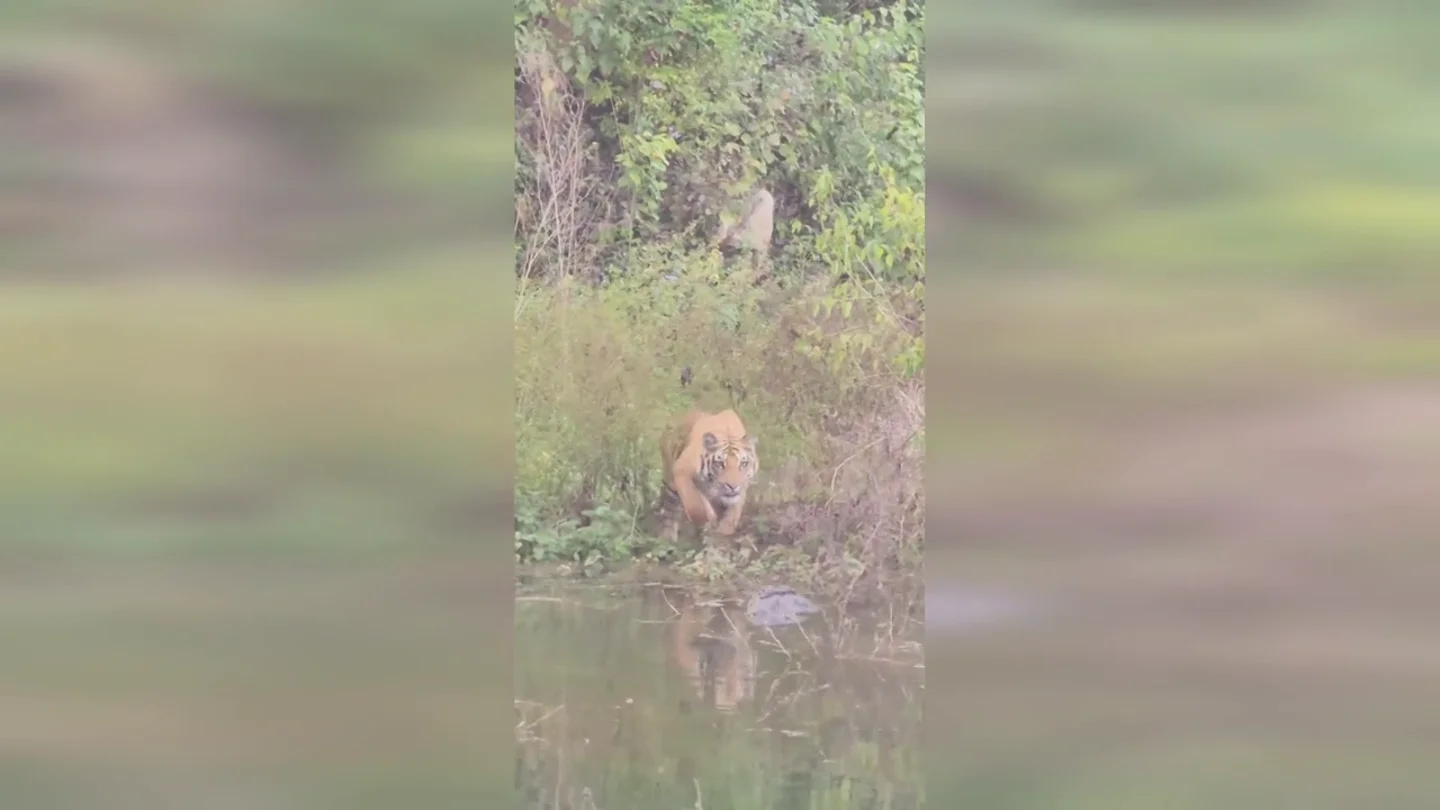 Un tigre se enfrenta a un cocodrilo en un tenso enfrentamiento en una charca Un tigre se enfrenta a un cocodrilo en un tenso enfrentamiento en una charca