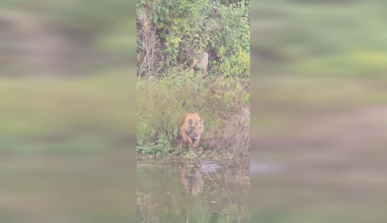 Un tigre se enfrenta a un cocodrilo en un tenso enfrentamiento en una charca