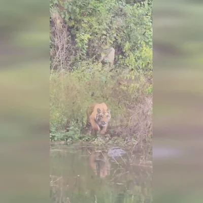 Un tigre se enfrenta a un cocodrilo en un tenso enfrentamiento en una charca