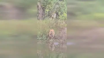 Un tigre se enfrenta a un cocodrilo en un tenso enfrentamiento en una charca Un tigre se enfrenta a un cocodrilo en un tenso enfrentamiento en una charca