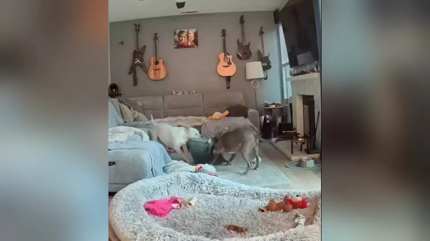 Unos perros son pillados destruyendo una almohada en una divertida escena del crimen Unos perros son pillados destruyendo una almohada en una divertida escena del crimen