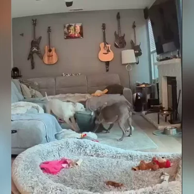 Unos perros son pillados destruyendo una almohada en una divertida escena del crimen
