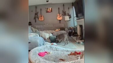 Unos perros son pillados destruyendo una almohada en una divertida escena del crimen