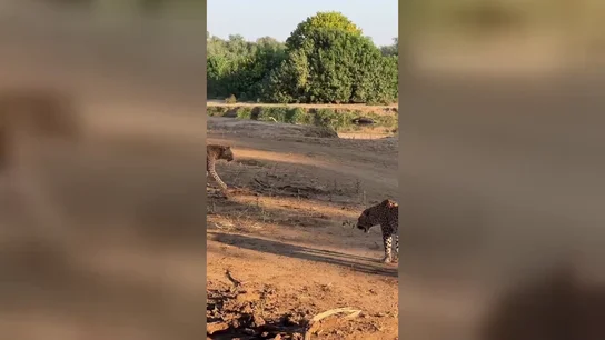 Reinas rivales se enfrentan en un salvaje enfrentamiento de leopardos Reinas rivales se enfrentan en un salvaje enfrentamiento de leopardos