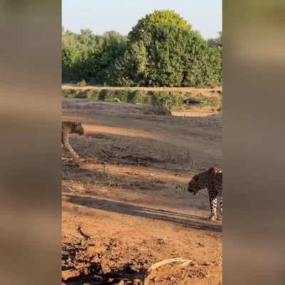 Reinas rivales se enfrentan en un salvaje enfrentamiento de leopardos