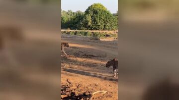 Reinas rivales se enfrentan en un salvaje enfrentamiento de leopardos