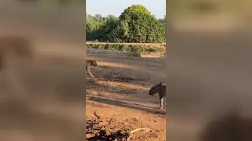 Reinas rivales se enfrentan en un salvaje enfrentamiento de leopardos Reinas rivales se enfrentan en un salvaje enfrentamiento de leopardos
