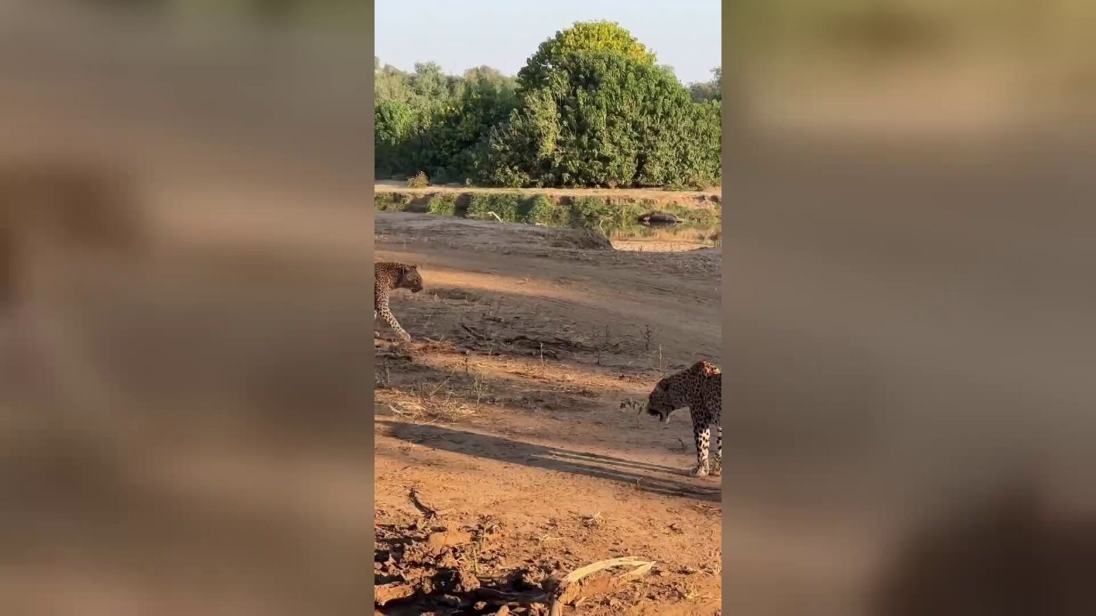 Reinas rivales se enfrentan en un salvaje enfrentamiento de leopardos