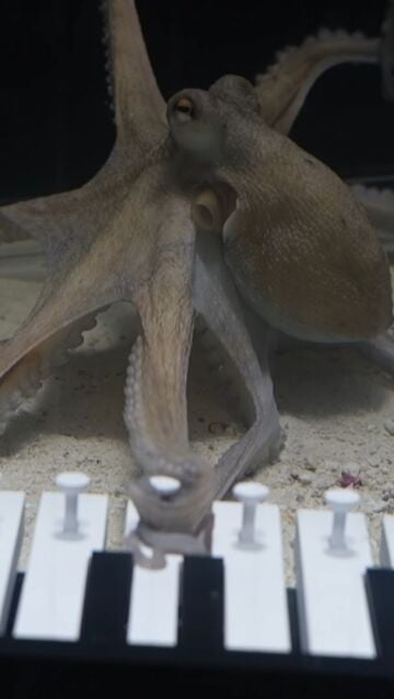 Youtube de @Mattiaskrantz