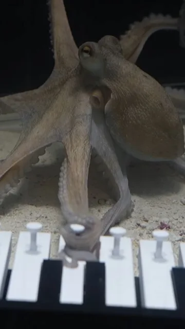 Youtube de @Mattiaskrantz