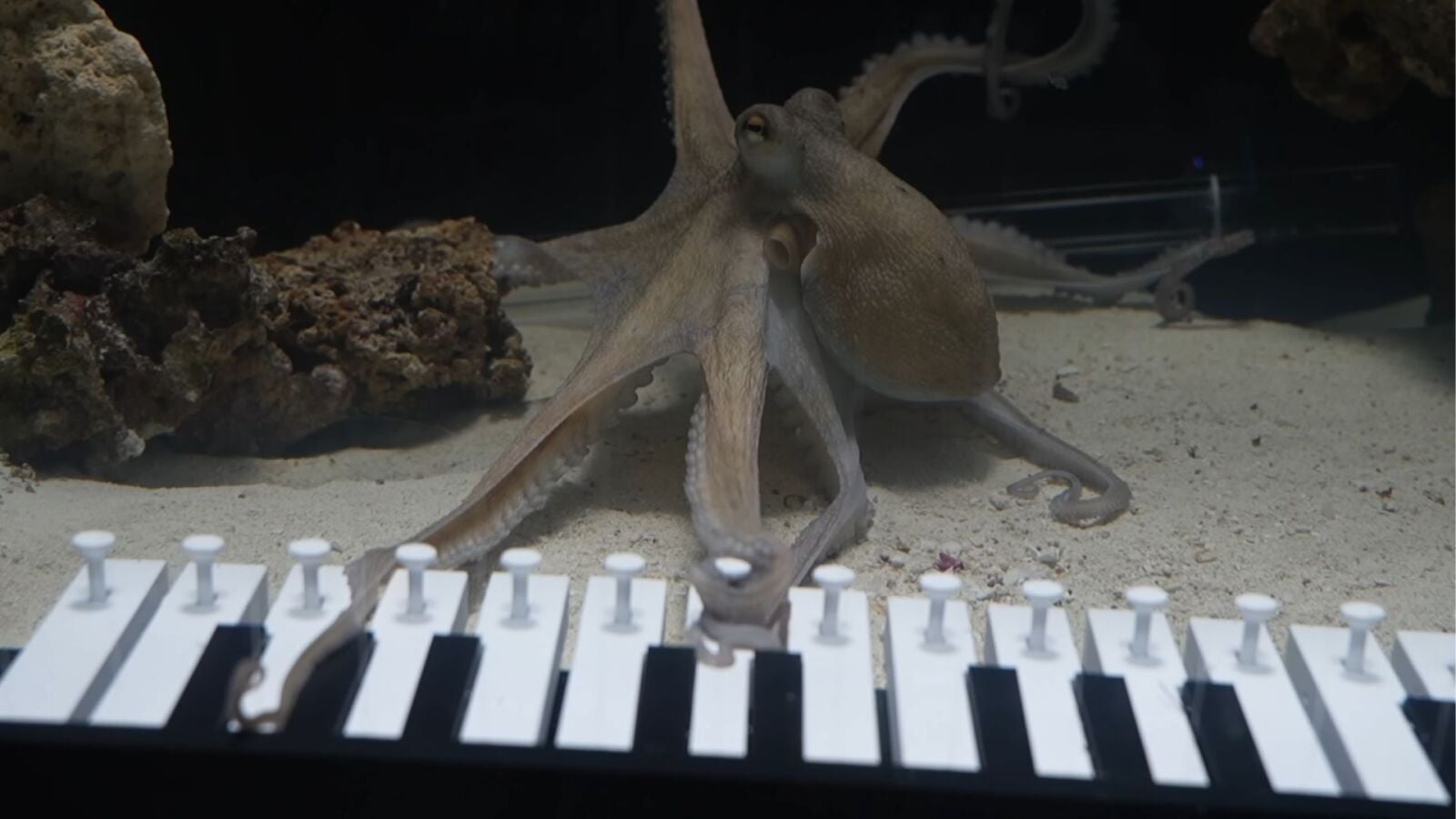 Un músico suizo enseña a un pulpo a tocar el piano en menos de seis meses