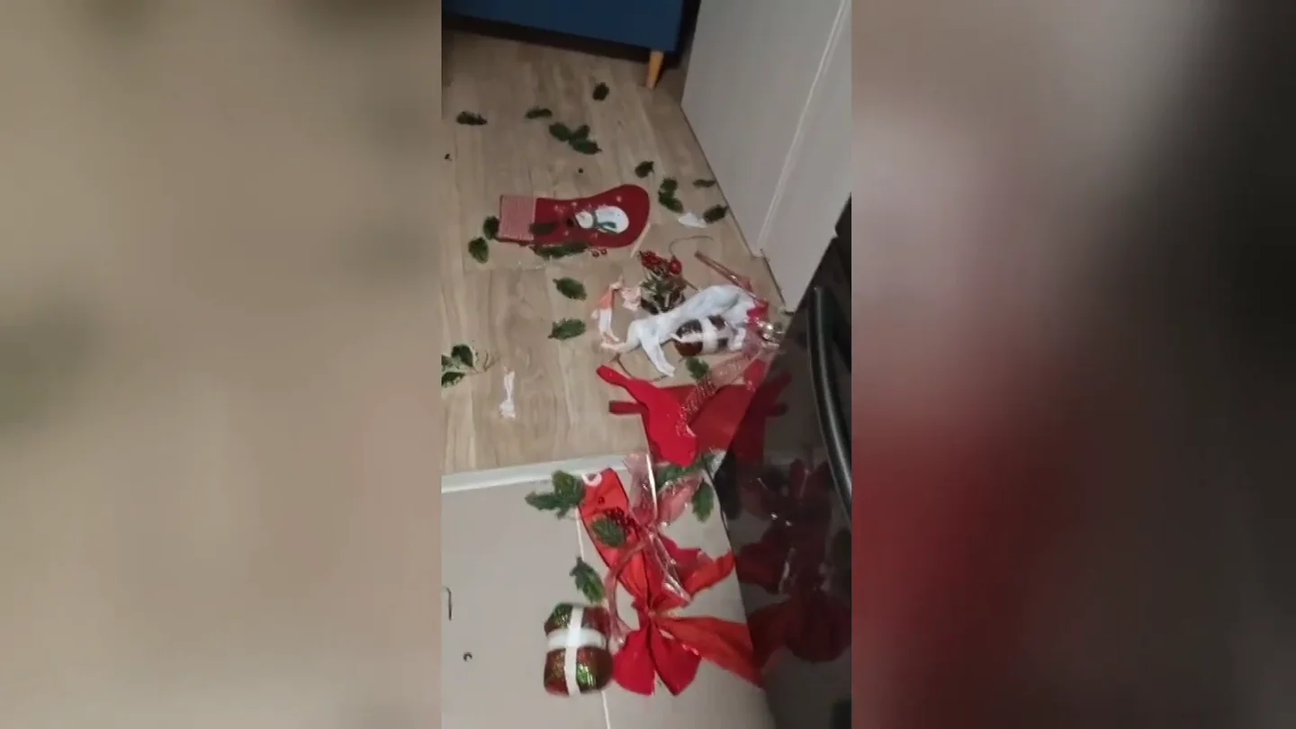 Un perro posa con expresión de inocencia tras desatar este caos navideño Un perro posa con expresión de inocencia tras desatar este caos navideño