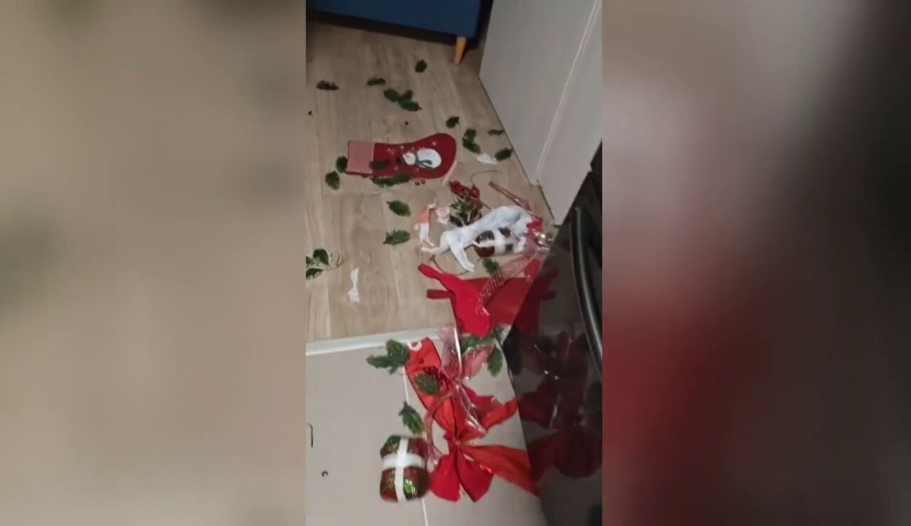 Un perro posa con expresi&oacute;n de inocencia tras desatar este caos navide&ntilde;o