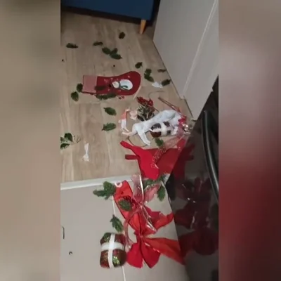 Un perro posa con expresión de inocencia tras desatar este caos navideño