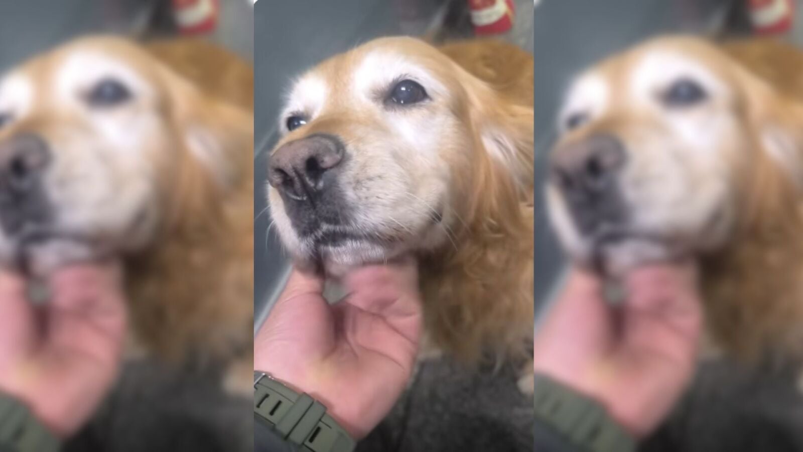 Una despedida llena de emoción para una perra policía: “gracias por tu arduo trabajo”