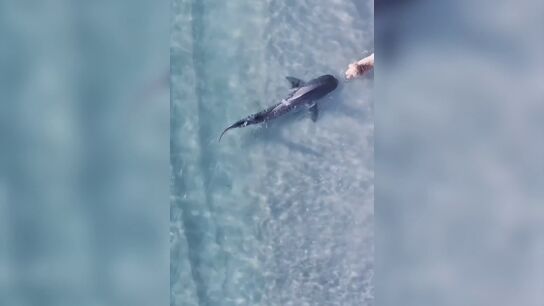 El intenso momento en que unos perros y un tibur&oacute;n tienen un peligroso encontronazo en una playa