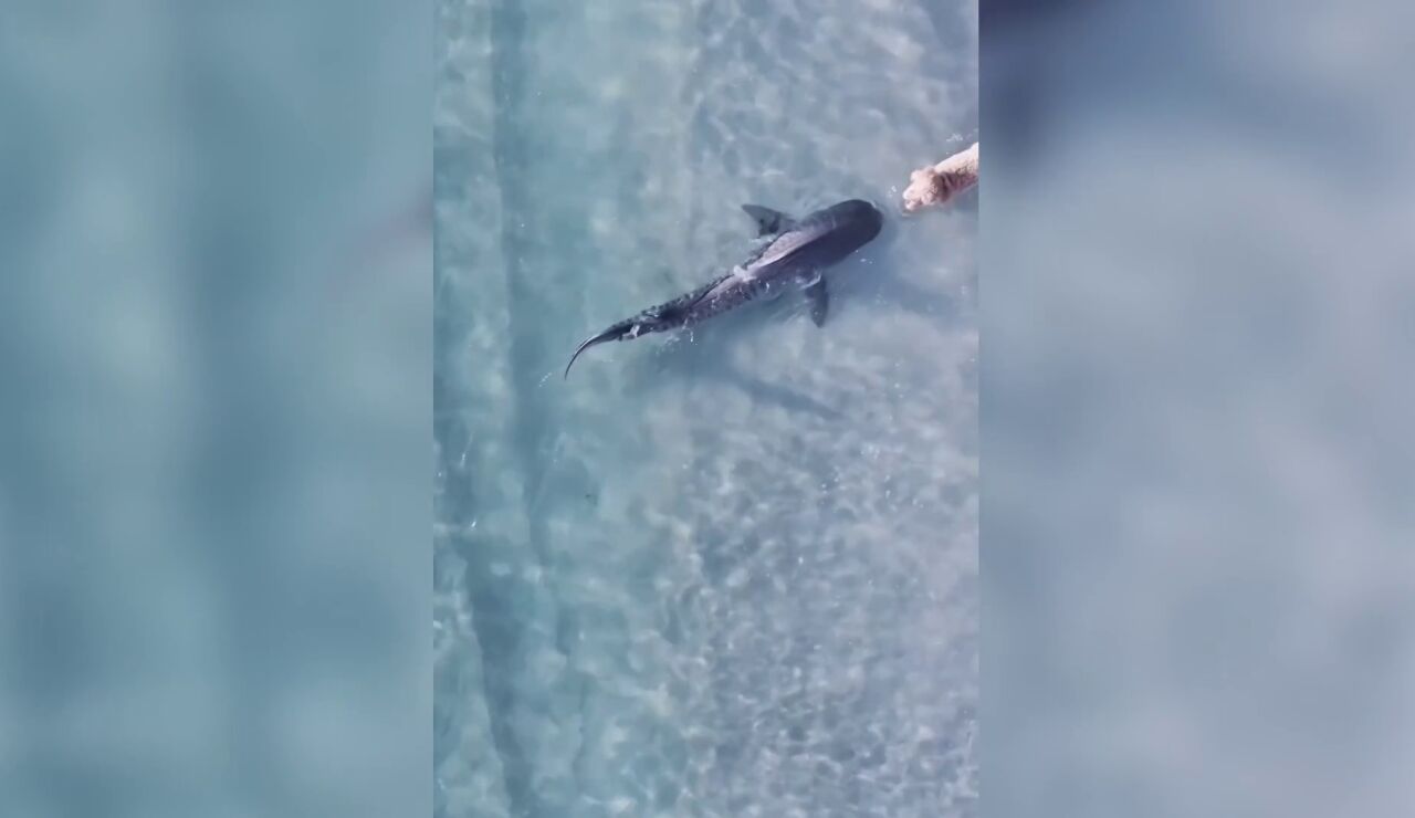 El intenso momento en que unos perros y un tibur&oacute;n tienen un peligroso encontronazo en una playa