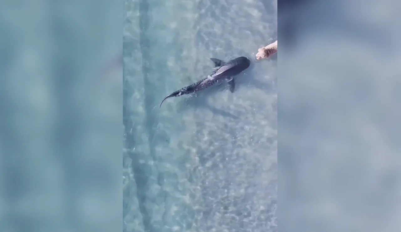 El intenso momento en que unos perros y un tiburón tienen un peligroso encontronazo en una playa