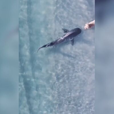 El intenso momento en que unos perros y un tibur&oacute;n tienen un peligroso encontronazo en una playa