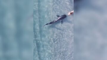 El intenso momento en que unos perros y un tibur&oacute;n tienen un peligroso encontronazo en una playa