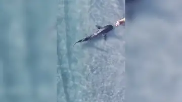 El intenso momento en que unos perros y un tiburón tienen un peligroso encontronazo en una playa El intenso momento en que unos perros y un tiburón tienen un peligroso encontronazo en una playa