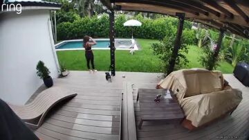 Pensaba que un cocodrilo iba a comerse a su perrito pero se lleva una sorpresa