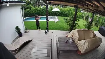 Pensaba que un cocodrilo iba a comerse a su perrito pero se lleva una sorpresa Pensaba que un cocodrilo iba a comerse a su perrito pero se lleva una sorpresa