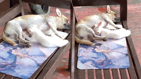 Una perra amamanta a una gatita