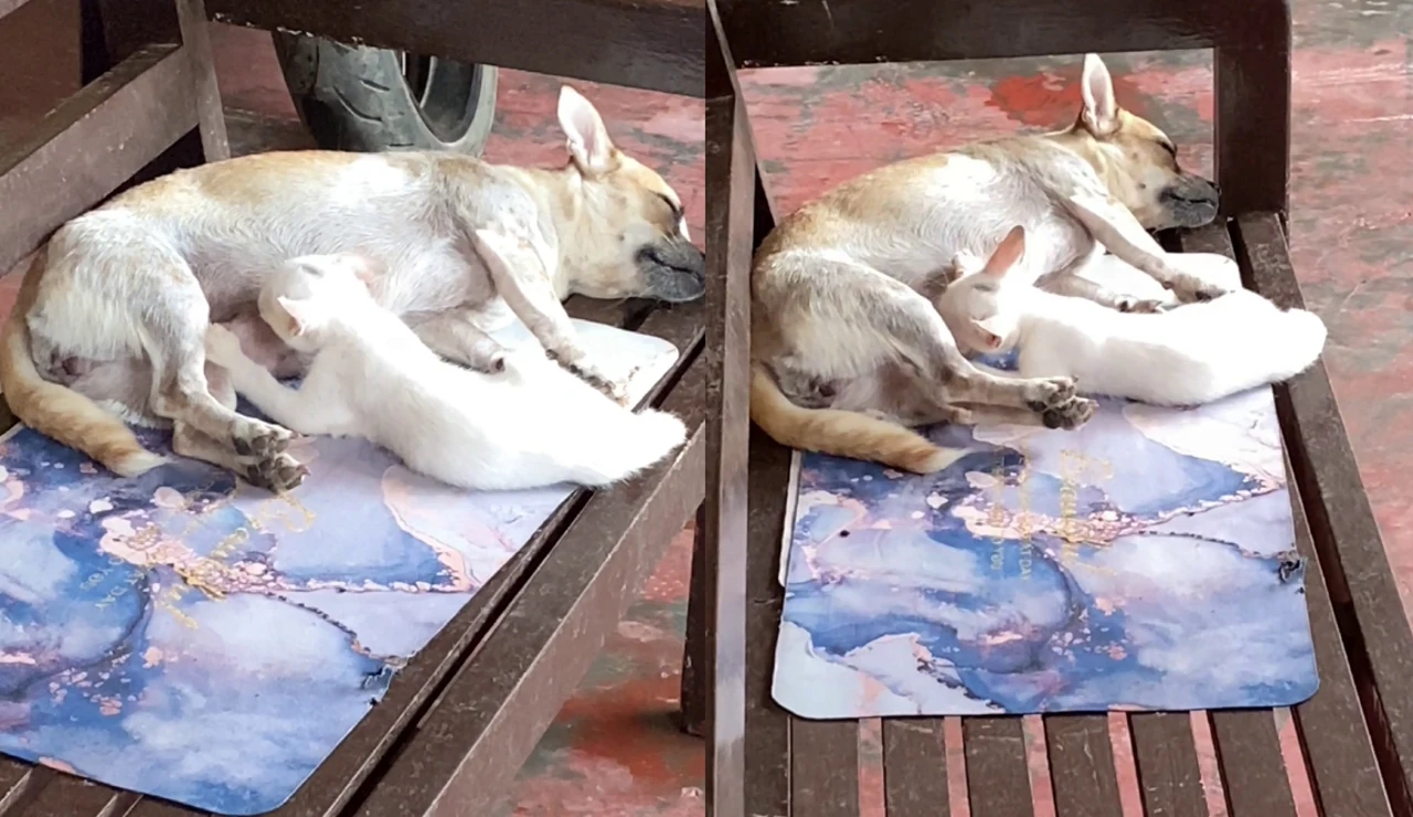 Una perra amamanta a una gatita