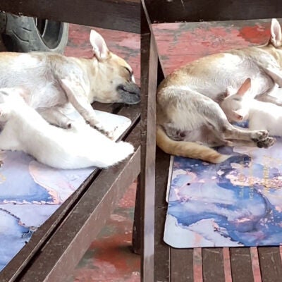 Una perra amamanta a una gatita