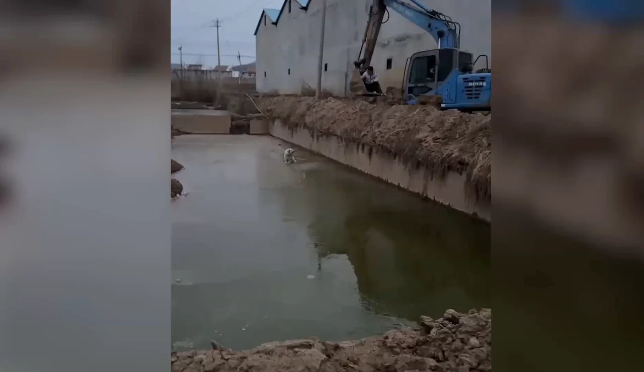 Un niño usa una excavadora para rescatar a un cachorro atrapado en un pozo de barro