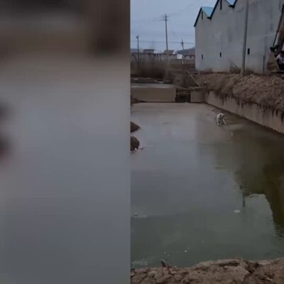  Un ni&ntilde;o usa una excavadora para rescatar a un cachorro atrapado en un pozo de barro