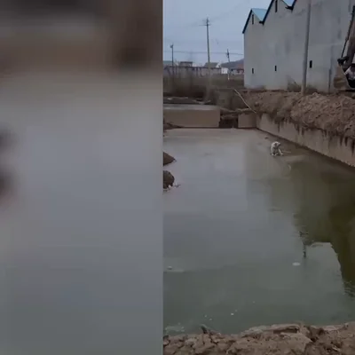 Un niño usa una excavadora para rescatar a un cachorro atrapado en un pozo de barro