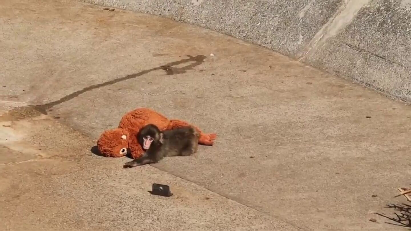 Conoce a Punch, el mono beb&eacute; abandonado que busca consuelo en su peluche
