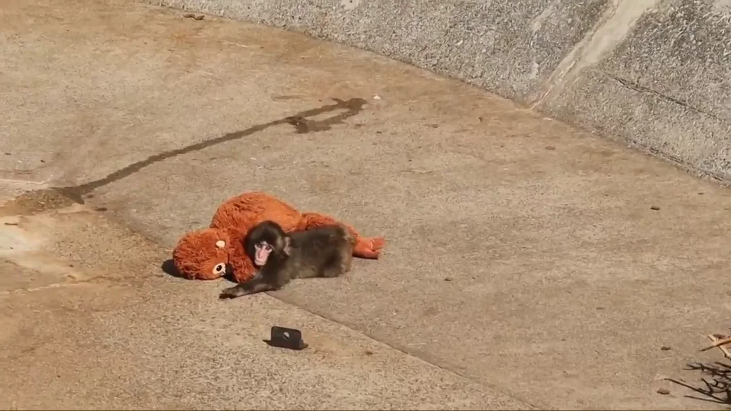 Conoce a Punch, el mono bebé abandonado que busca consuelo en su peluche Conoce a Punch, el mono bebé abandonado que busca consuelo en su peluche
