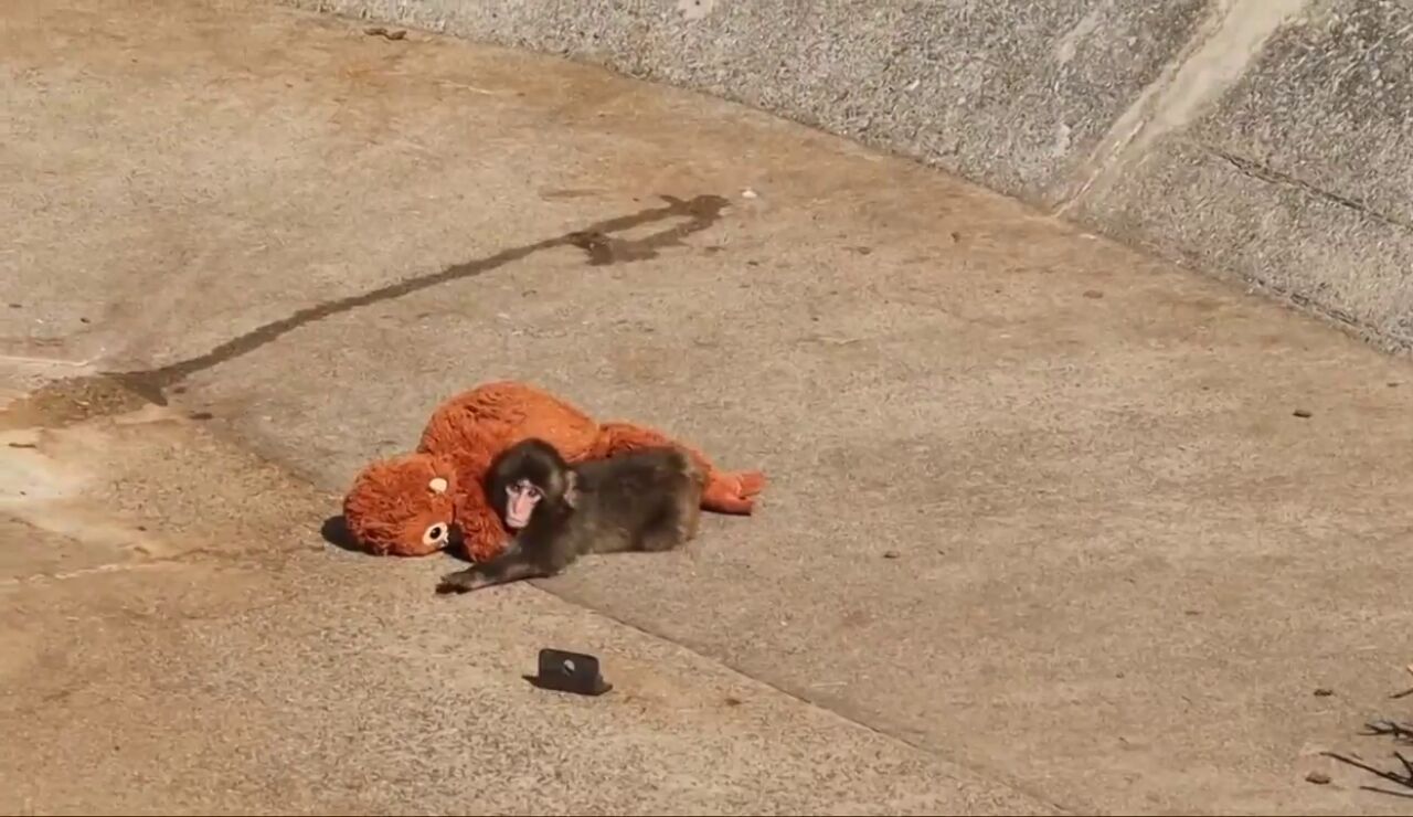 Conoce a Punch, el mono beb&eacute; abandonado que busca consuelo en su peluche