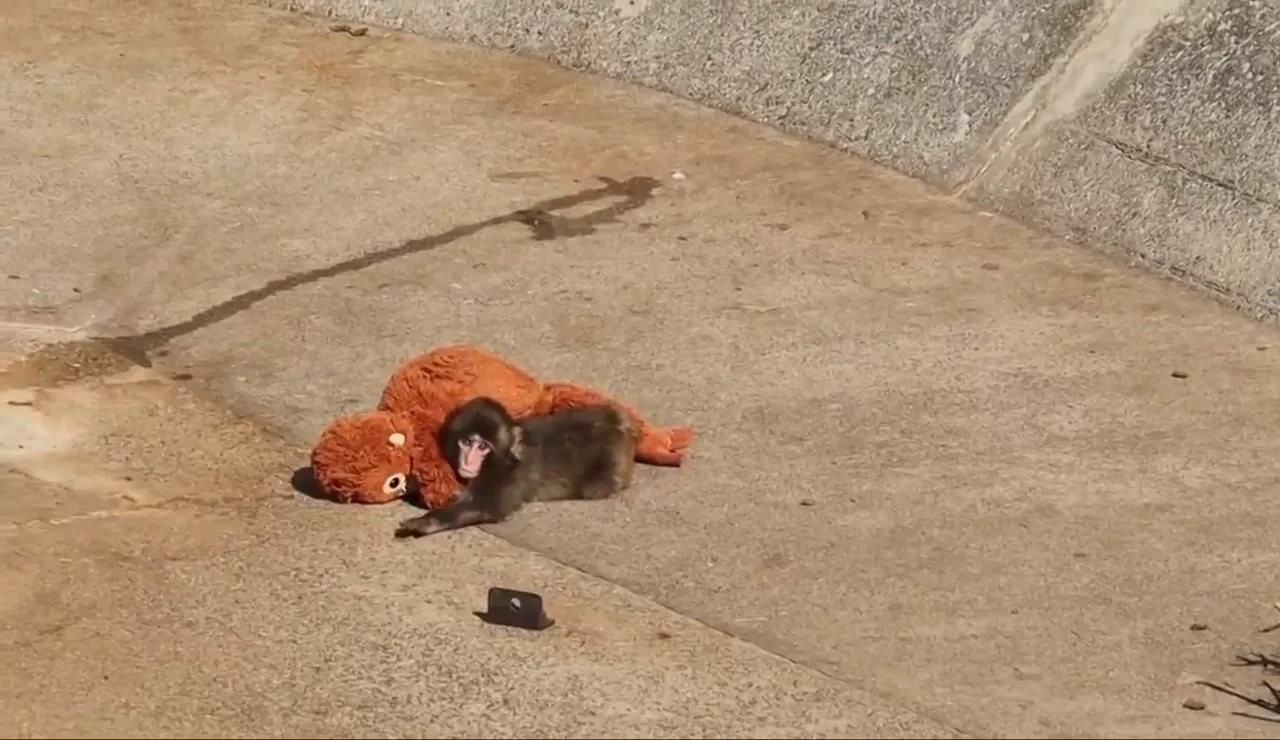 Conoce a Punch, el mono bebé abandonado que busca consuelo en su peluche