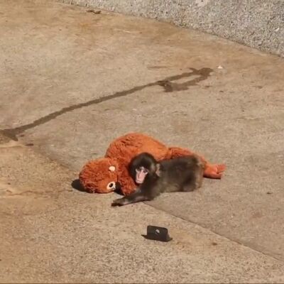 Conoce a Punch, el mono beb&eacute; abandonado que busca consuelo en su peluche