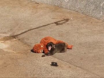 Conoce a Punch, el mono beb&eacute; abandonado que busca consuelo en su peluche